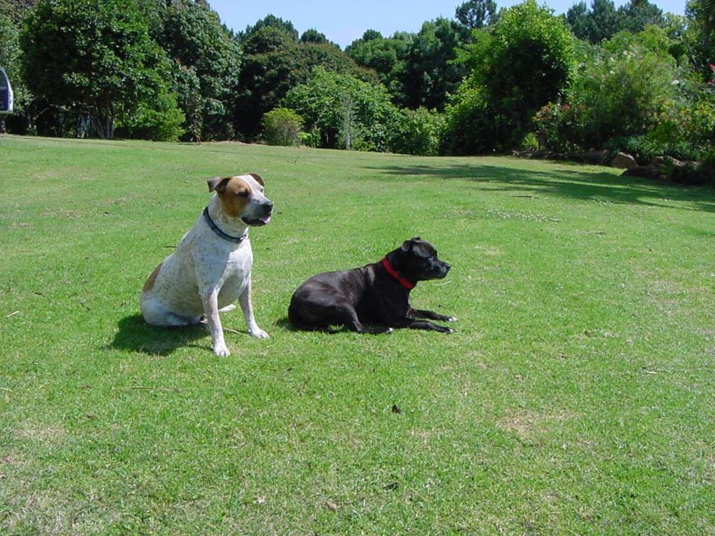Tropical Coast Retreat - Pet Friendly - Adult Only Country house Kingscliff