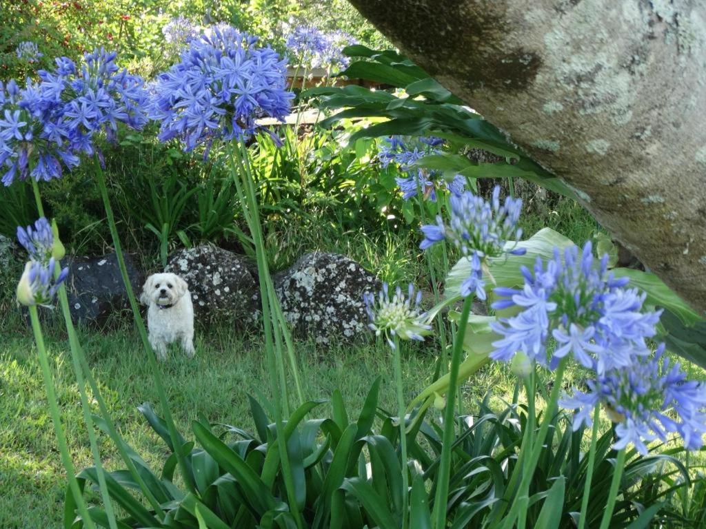 Tropical Coast Retreat - Pet Friendly - Adult Only Country house