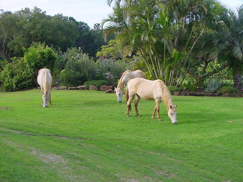 Country house Tropical Coast Retreat - Pet Friendly - Adult Only Kingscliff