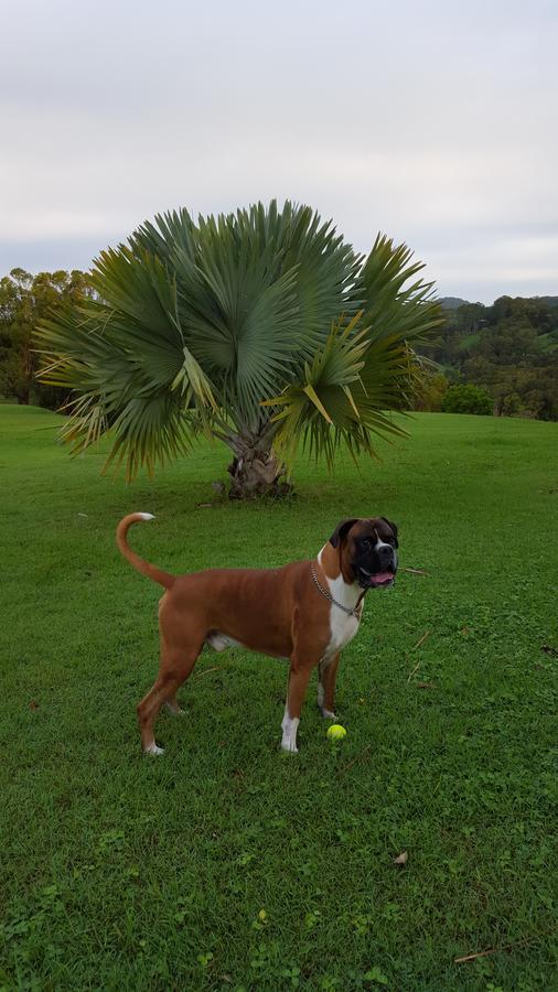 Tropical Coast Retreat - Pet Friendly - Adult Only