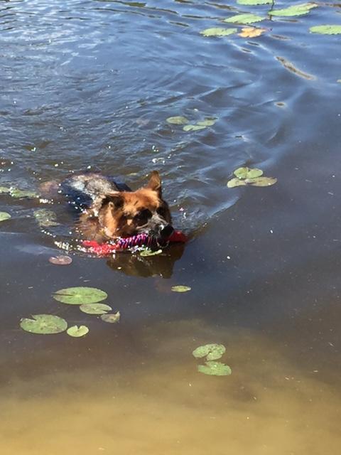 Tropical Coast Retreat - Pet Friendly - Adult Only