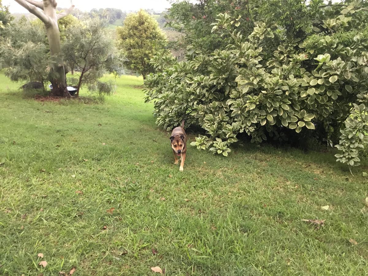 Tropical Coast Retreat - Pet Friendly - Adult Only Country house
